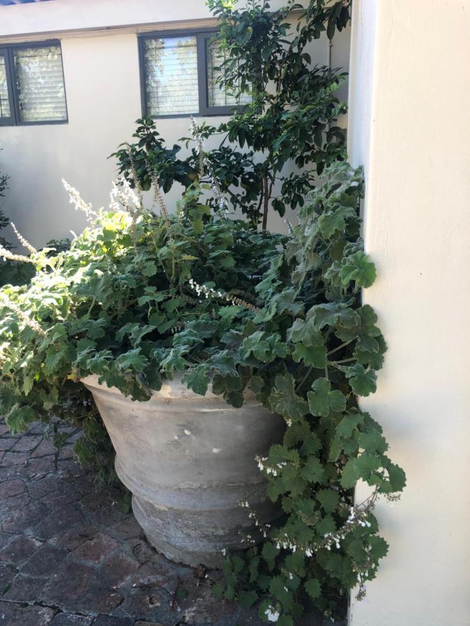 Just A Bed Lejlighed Stellenbosch Eksteriør billede
